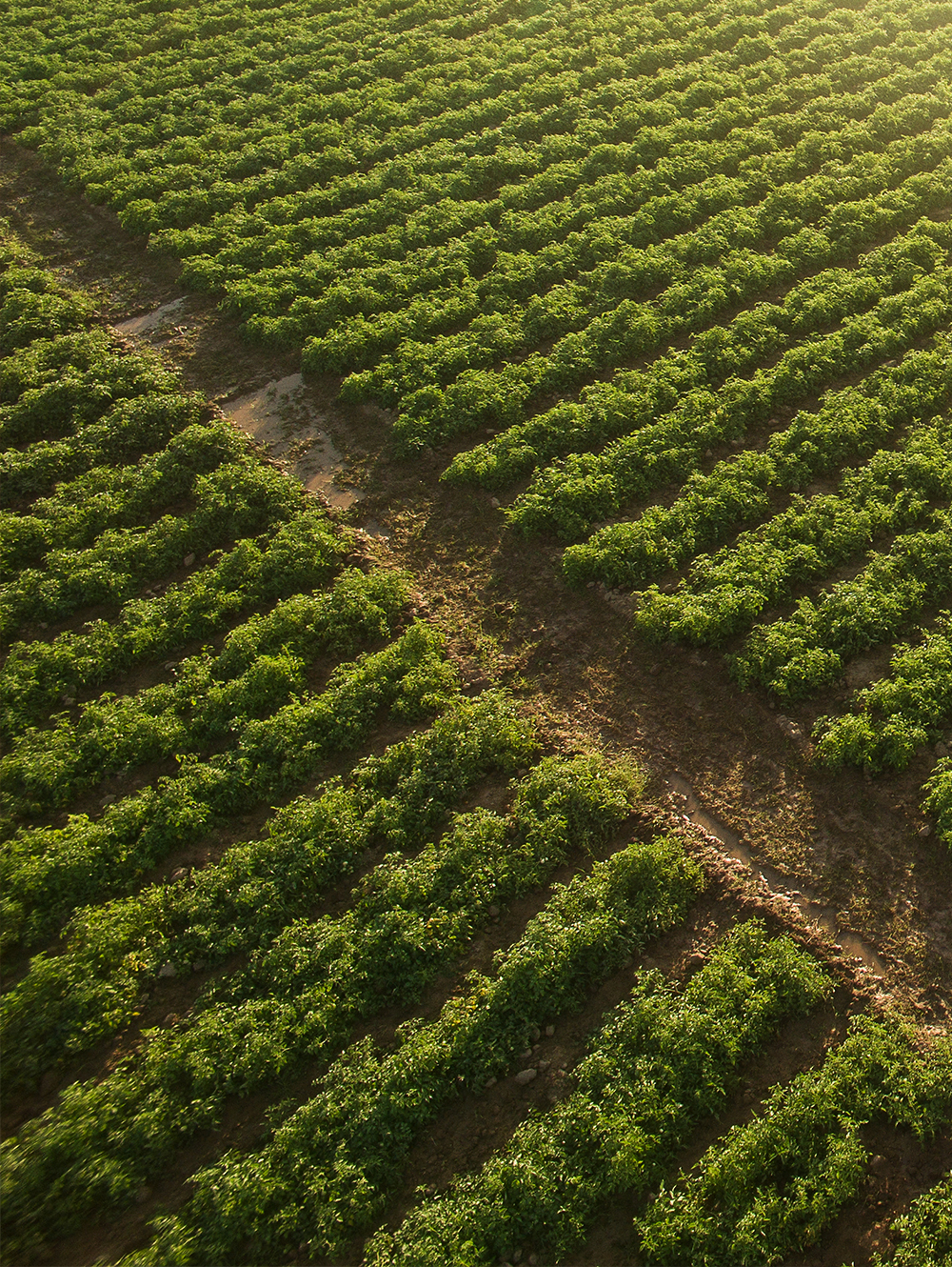 Tobacco Field
